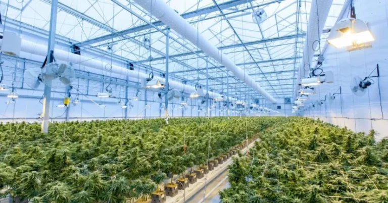 The Ultimate Guide to Choosing the Right Dispensary for Your Needs The Ultimate Guide to Choosing the Right Dispensary for Your Needs