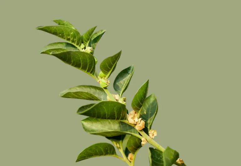 Exploring Traditional Plant Roots for Natural Stress Relief and Better Sleep