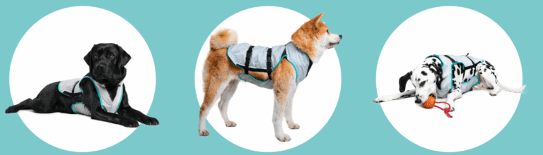 How Does Cooling Gear Protect Dogs in Heat